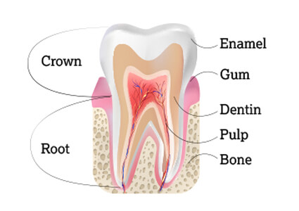 Parts of the Tooth | Carolina Dental Alliance